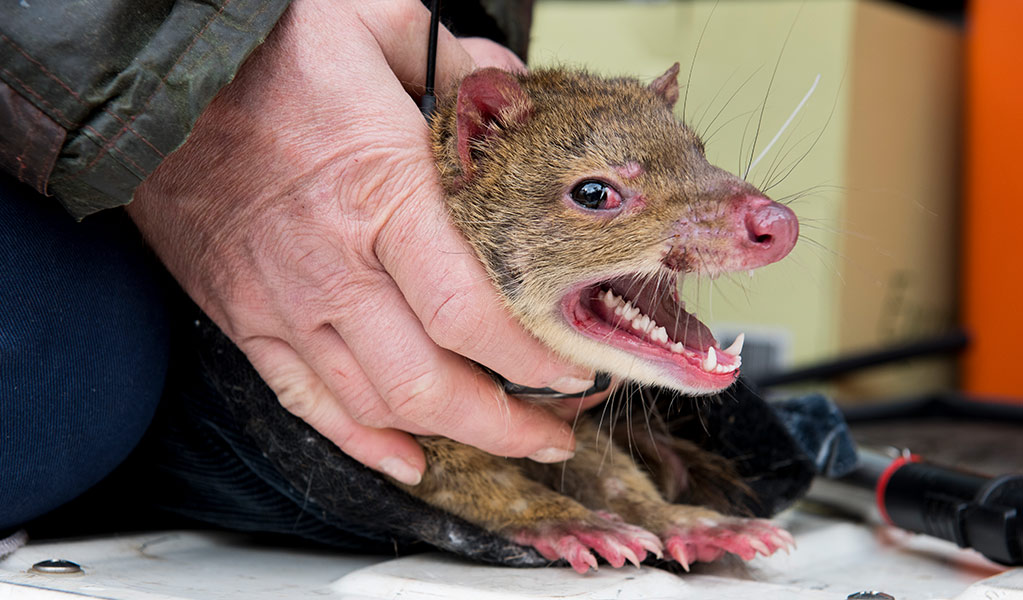 A radio-tagged spotted-tailed quoll is weighed and measured by Threatened Species staff in Kosciuszko National Park. Photo: Stuart Cohen &copy; Stuart Cohen