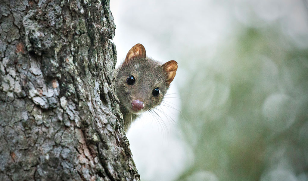 A spotted-tailed quoll pokes its head out from behind a tree trunk it's climbing up. Photo: Lachlan Hall &copy; Lachlan Hall