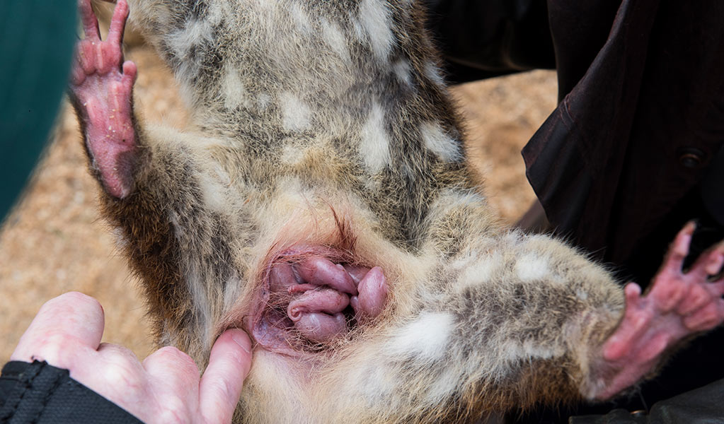 Close up of a Threatened Species Officer holding a female spotted-tailed quoll with tiny quoll pups in her pouch. Photo: Stuart Cohen &copy; Stuart Cohen