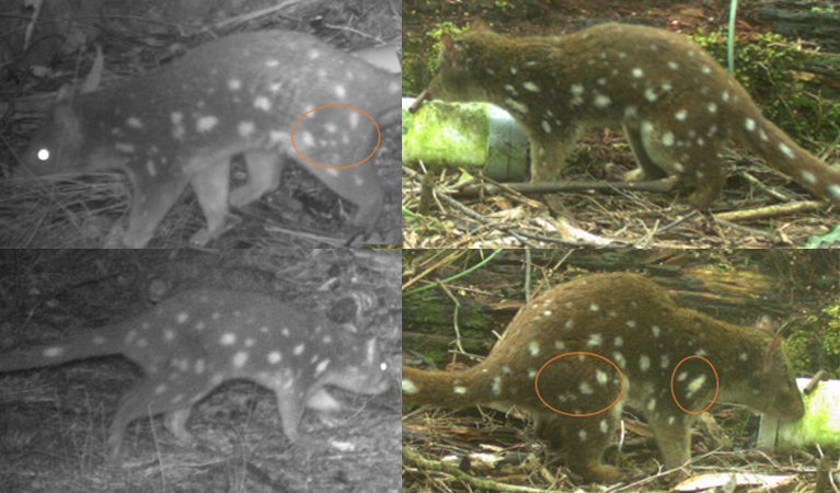 Four images compiled from monitoring footage at night and day show the same spotted-tailed quoll, identified by its unique spots. Photo: James Dawson &copy; DPE
