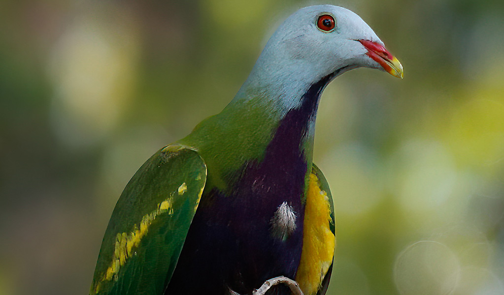 Close up profile of a colourful wompoo fruit-dove rainforest pigeon. Photo: Andrew Turbill &copy; Andrew Turbill