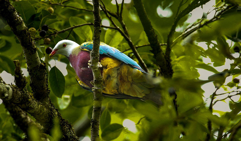 Looking up into the branches of a rainforest tree where a multi-coloured wompoo fruit-dove is perched. Photo: Andrew Turbill &copy; Andrew Turbill