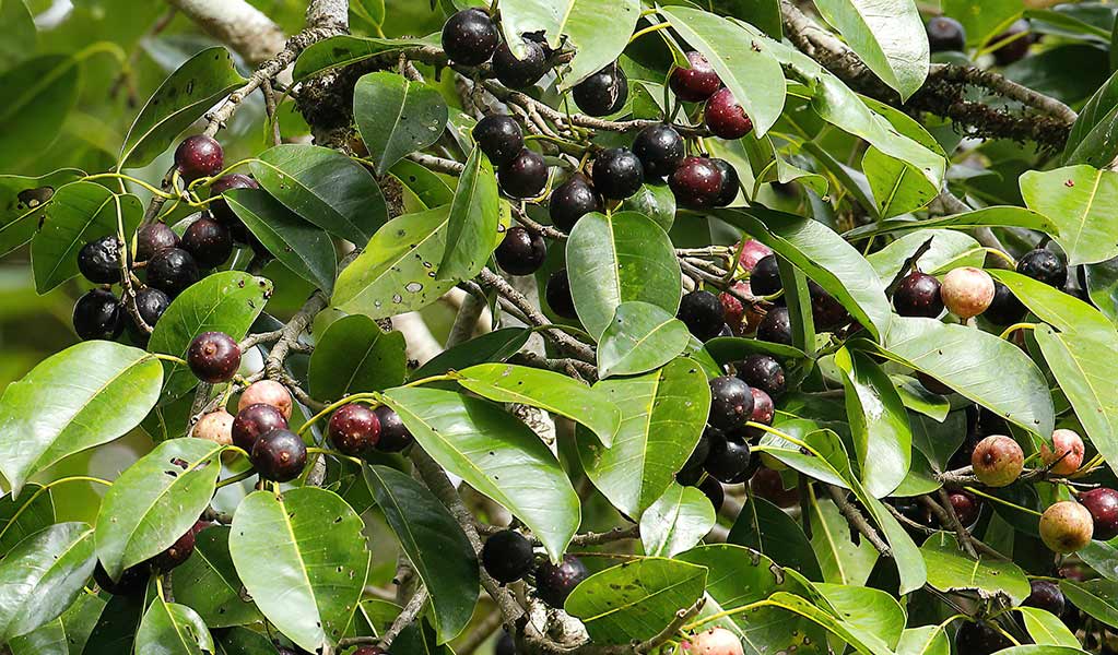 Dark red-brown fig fruits ripen on green leafy branches of a fig tree. Photo: Andrew Turbill &copy; Andrew Turbill