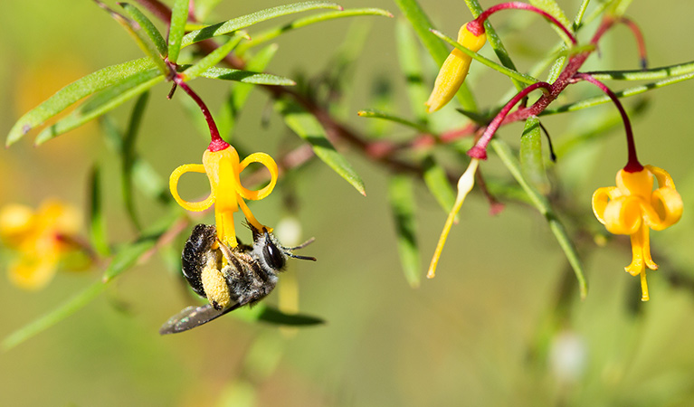 Close up view of yellow 'trumpet-like' flowers of the nodding geebung shrub with a pollinating insect. Photo credit: Adam Baus &copy; Adam Baus
