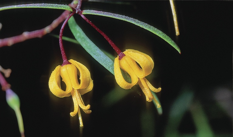 The dainty yellow nodding geebung blossom, an endangered species only found on the Cumberland Plain. Photo: Michael Cufer/DPIE &copy; the photographer