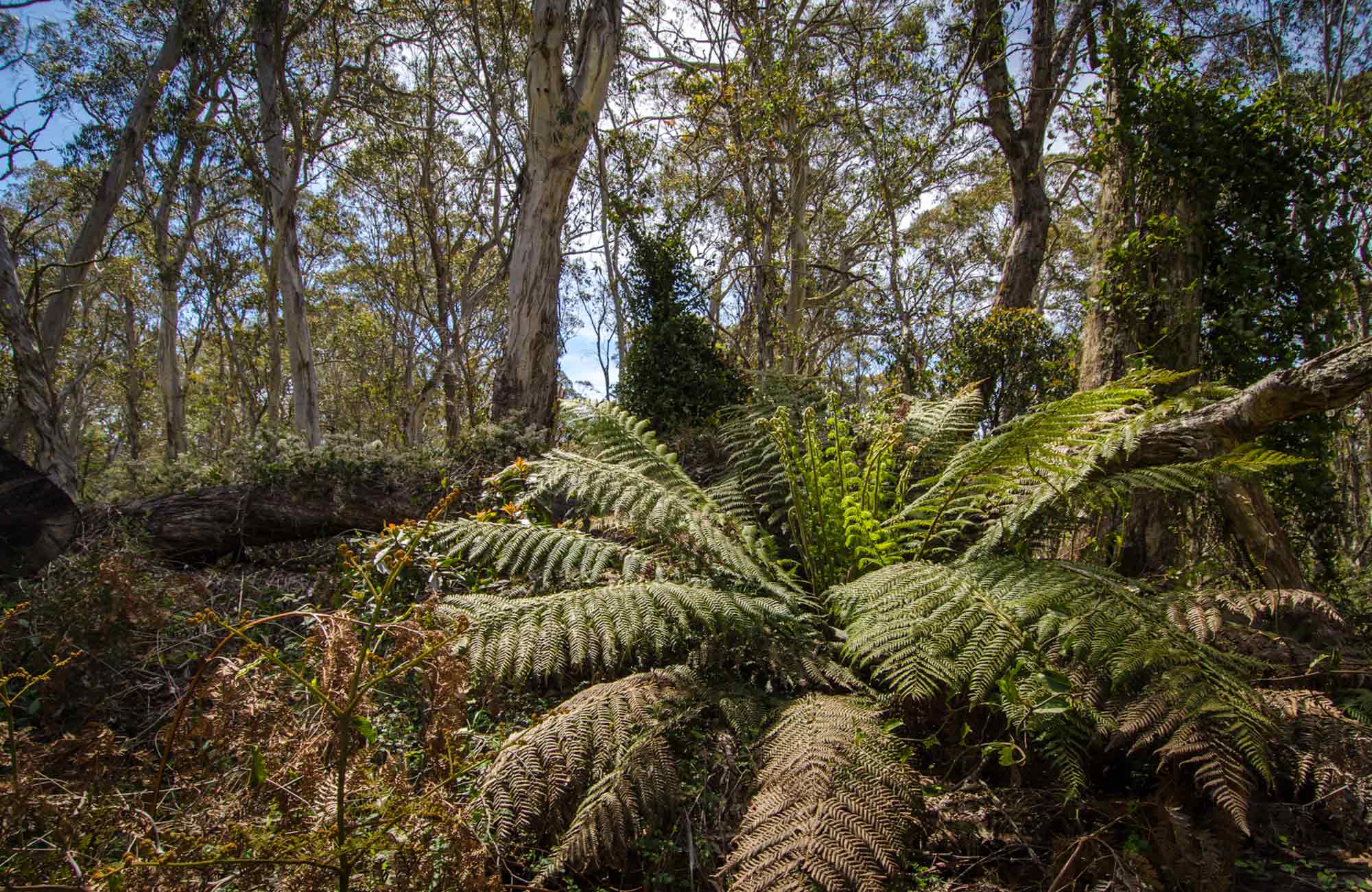 Mount Barrington picnic area, Barrington Tops National Park. Photo: John Spencer/NSW Government