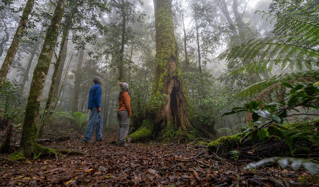 2 people looking up at the canopy of Antarctic beech forest and thickets of soft tree fern along Honeysuckle Forest track, Barrington Tops National Park. Credit: John Spencer/DCCEEW  &copy; DCCEEW