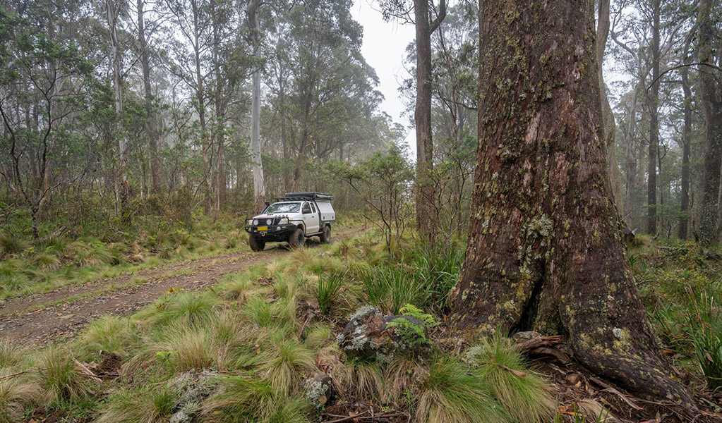  A 4WD driving on a trail surrounded by forest in Barrington Tops National Park. Credit: John Spencer/DCCEEW  &copy; DCCEEW