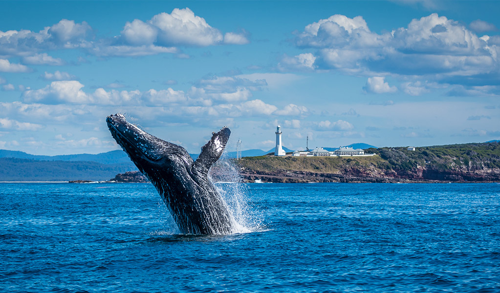 A humpback whale breaching near Green Cape Lighthouse. Credit: Scott Blanch &copy; Scott Blanch