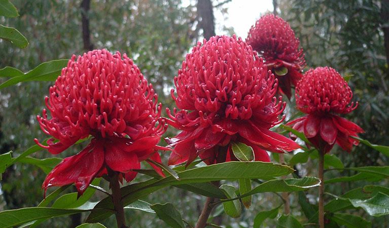 Waratahs in bloom. Credit: Barry Collier &copy; OEH