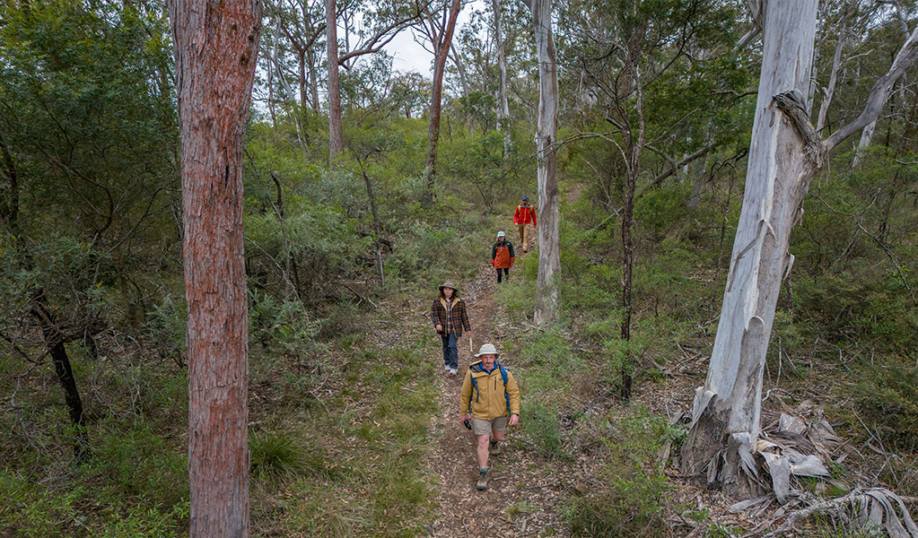 4 people bushwalking on The Green track in Bungonia National Park. Photo: John Spencer/DCCEEW &copy; DCCEEW