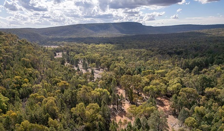 An aerial view of the trees and horizon of Ironbark picnic area in Cocoparra National Park. Credit: John Spencer &copy; DCCEEW