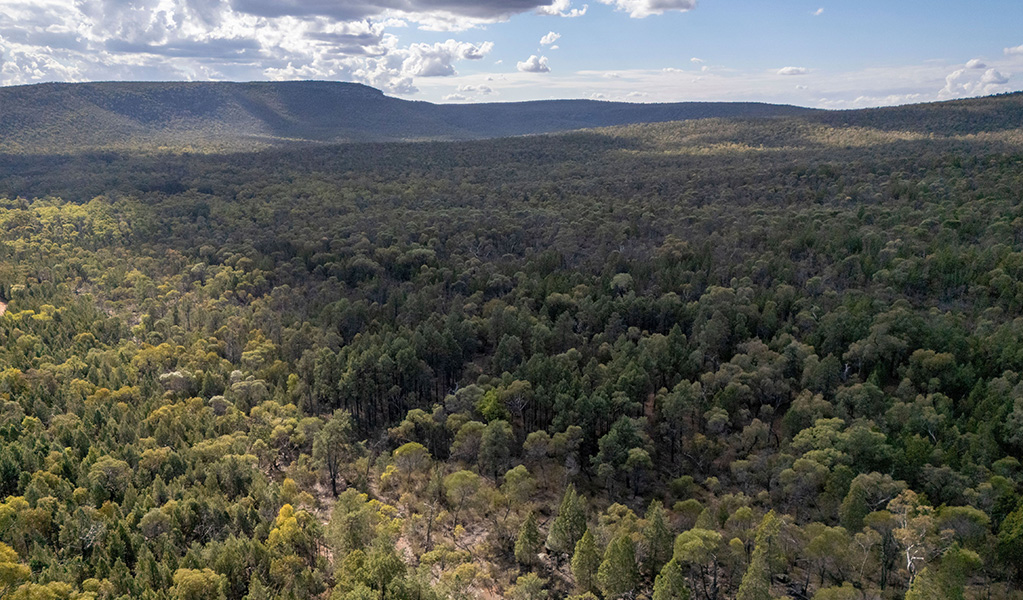 Aerial view of the surrounding trees and mountains near Ironbark picnic area in Cocoparra National Park. Credit:  John Spencer &copy; DCCEEW
