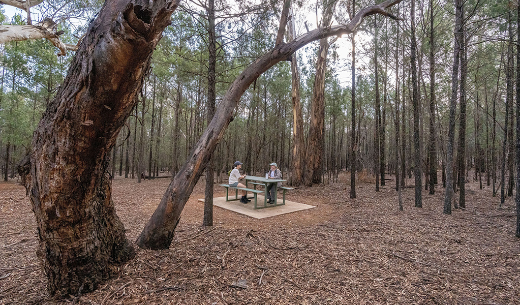 Two friends sit at a shaded picnic table in a forested patch at Jacks Creek picnic area. Credit: John Spencer &copy; DCCEEW