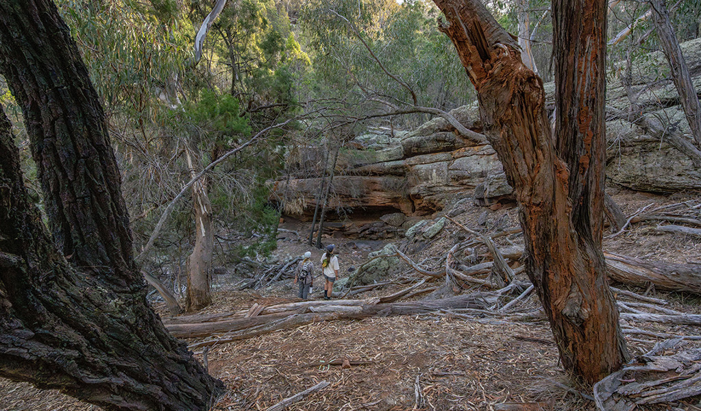 Two people walking through the woodland in The Pines picnic area in Cocoparra National Park. Credit: John Spencer &copy; DCCEEW