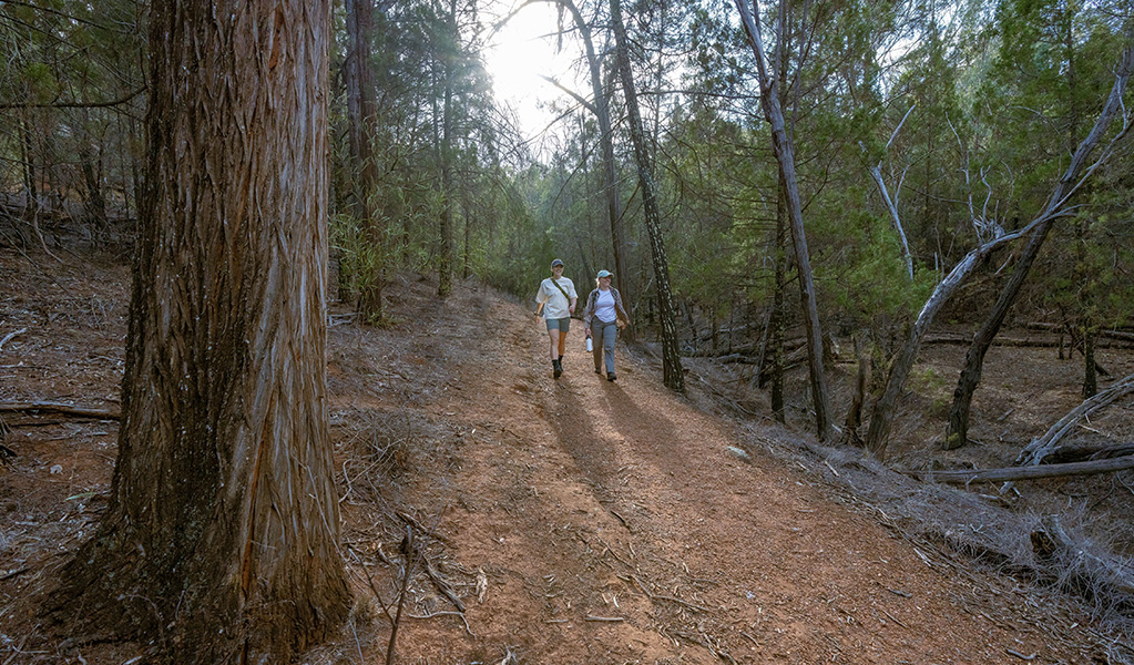 Two people walking along a dirt trail in The Pines picnic area in Cocoparra National Park. Credit: John Spencer &copy; DCCEEW 