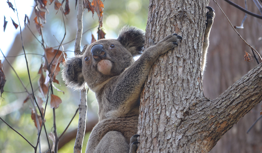 Koala climbs a tree in Cudgen Nature Reserve. Photo: Scott Hetherington/DCCEEW &copy; Scott Hetherington