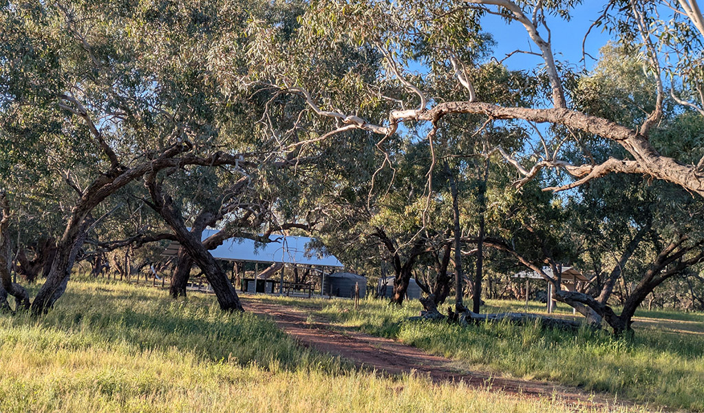Distant view of the communal barbecue shelter through the trees at Comeroo campground. Credit: Jessica Stokes &copy; DCCEEW