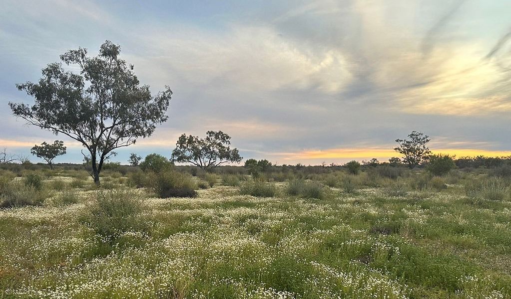 Wildflowers blooming in the open shrubland surrounding Cuttaburra scenic drive in Cuttaburra National Park. Credit: Paula Kennedy &copy; DCCEEW
