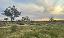 Wildflowers blooming in the open shrubland surrounding Cuttaburra scenic drive in Cuttaburra National Park. Credit: Paula Kennedy &copy; DCCEEW