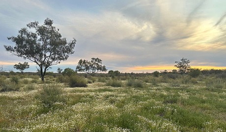 Wildflowers blooming in the open shrubland surrounding Cuttaburra scenic drive in Cuttaburra National Park. Credit: Paula Kennedy &copy; DCCEEW