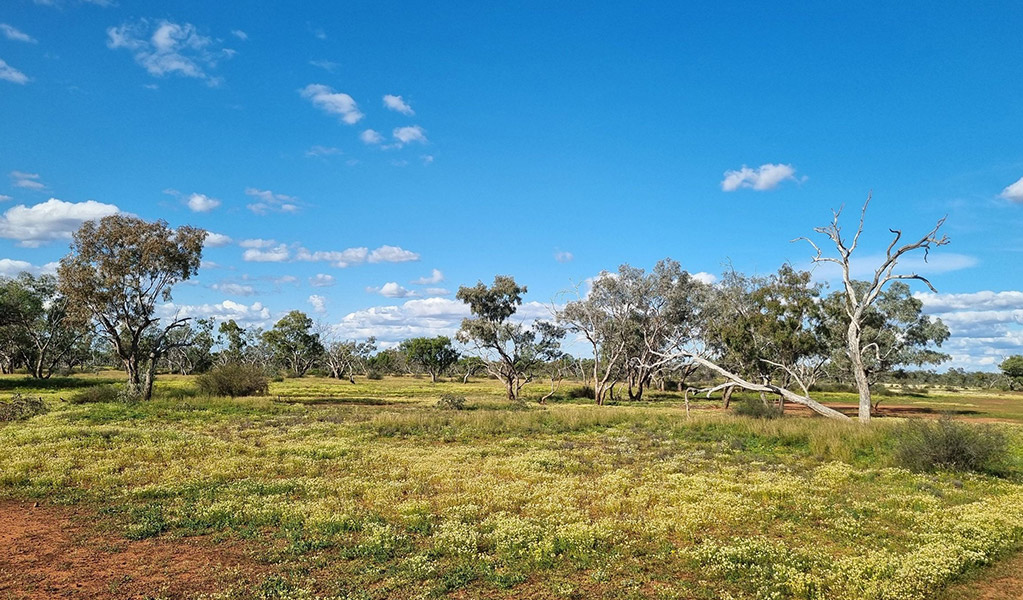 Grassland contrasting against the red clay of the outback along Cuttaburra scenic drive in Cuttaburra National Park. Credit: Paula Kennedy &copy; DCCEEW