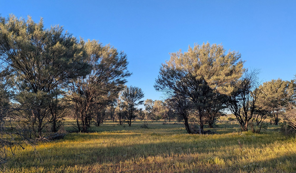Mulga and grasslands along Cuttaburra scenic drive through Cuttaburra National Park. Credit: Jessica Stokes &copy; DCCEEW
