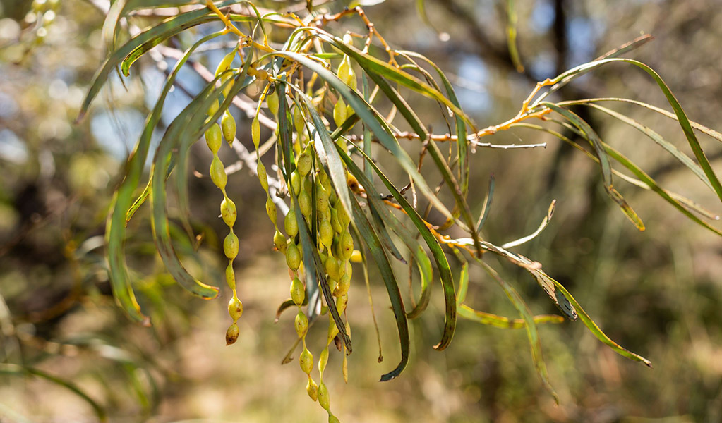 The long drooping leaves of the river cooba, an Acacia tree that can be seen along Cuttaburra scenic drive in Cuttaburra National Park. Credit: John Spencer &copy; DCCEEW