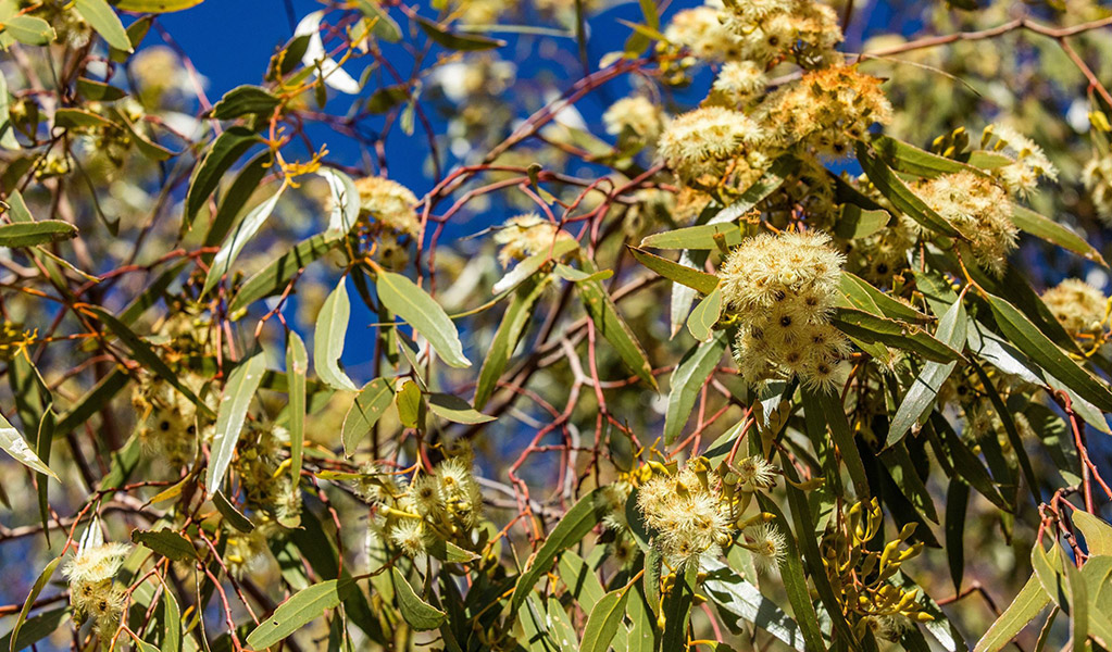 A close up of the yapunyah tree and its blossoming yellow flowers. Credit: Joshua Smith &copy; DCCEEW