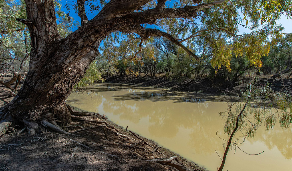 The shady banks of Maranoa waterhole along Cuttaburra scenic drive in Cuttaburra National Park. Credit: Joshua Smith &copy; DCCEEW