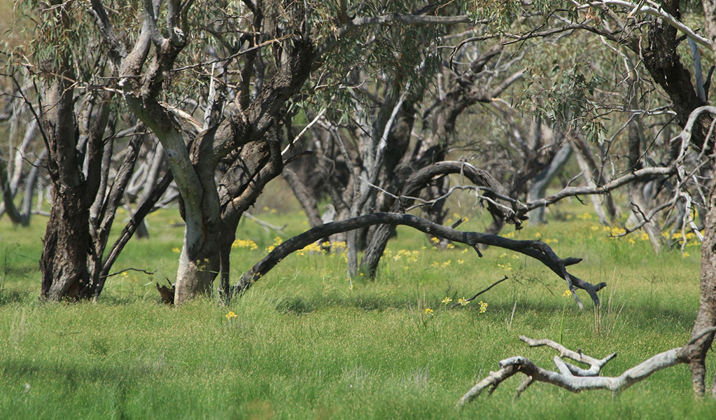 A view of grasslands and wildflowers along Cuttaburra scenic drive in Cuttaburra National Park. Credit: Kristen Skinner &copy; DCCEEW