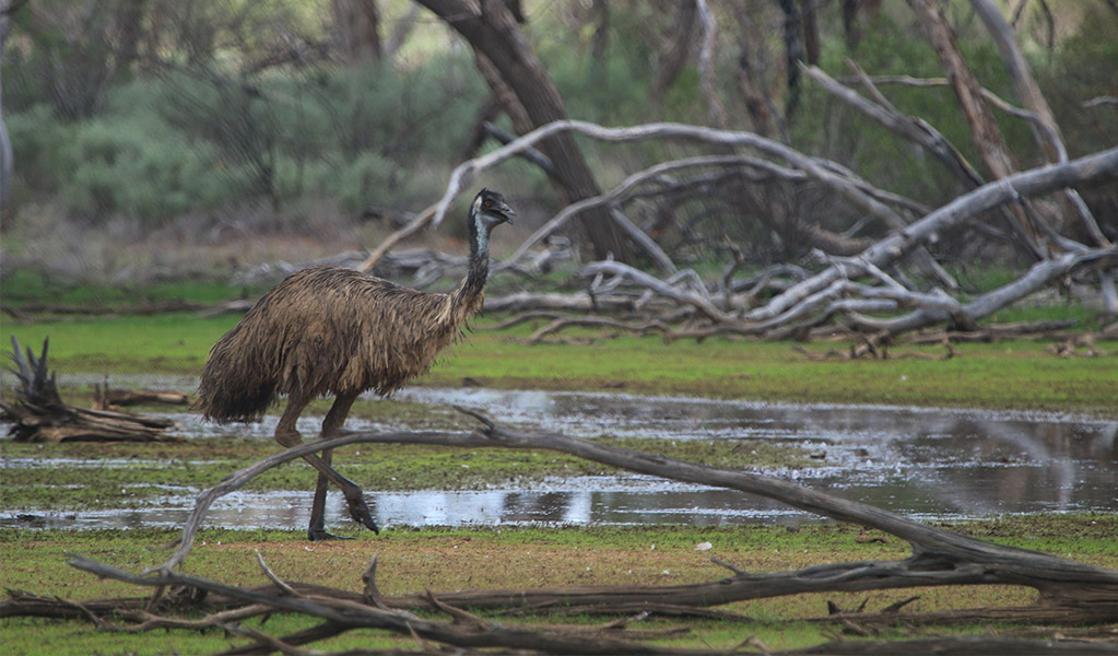 An emu in Cuttaburra National Park. Credit: Alexander Dudley/DCCEEW &copy; Alexander Dudley