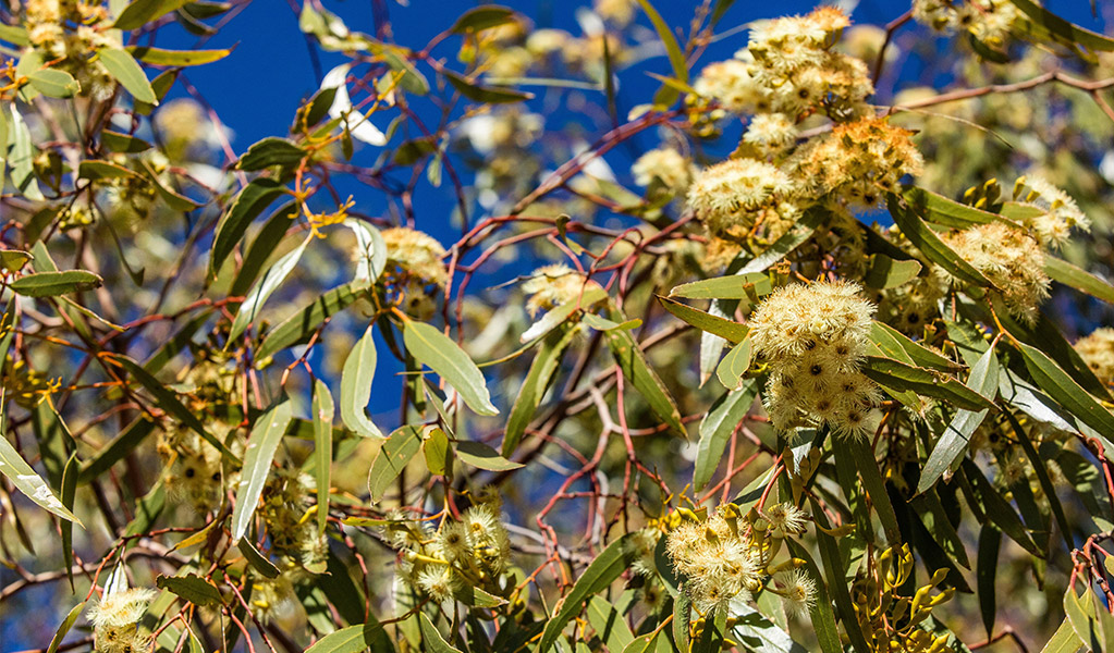 Yapuyah flower in Cuttaburra National Park. Credit: Joshua Smith &copy; DCCEEW