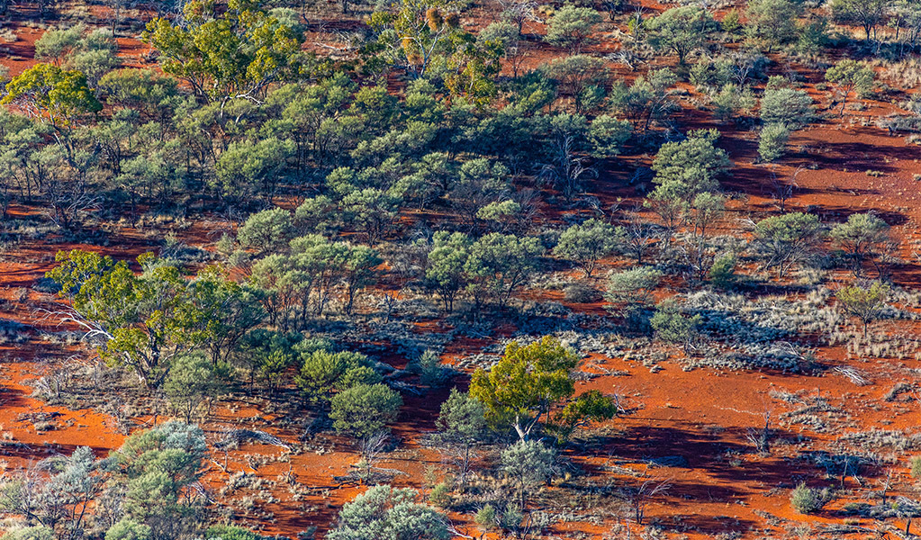 Mulga woodland contrasted against the red earth in Cuttaburra National Park. Credit: Joshua Smith &copy; DCCEEW