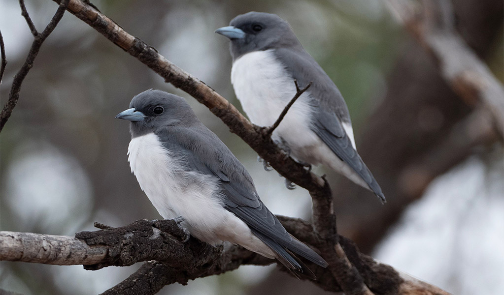 Two white-breasted woodswallows perched in a tree. Credit: Alexander Dudley/DCCEEW &copy; Alexander Dudley