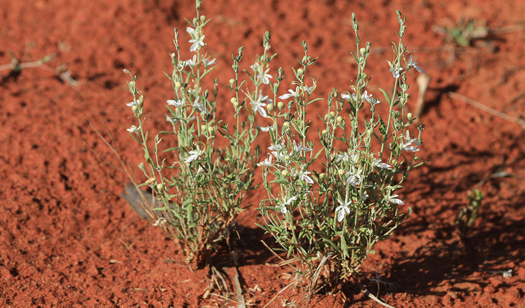White wildflowers in Cuttaburra National Park. Credit: Alexander Dudley/DCCEEW &copy; Alexander Dudley