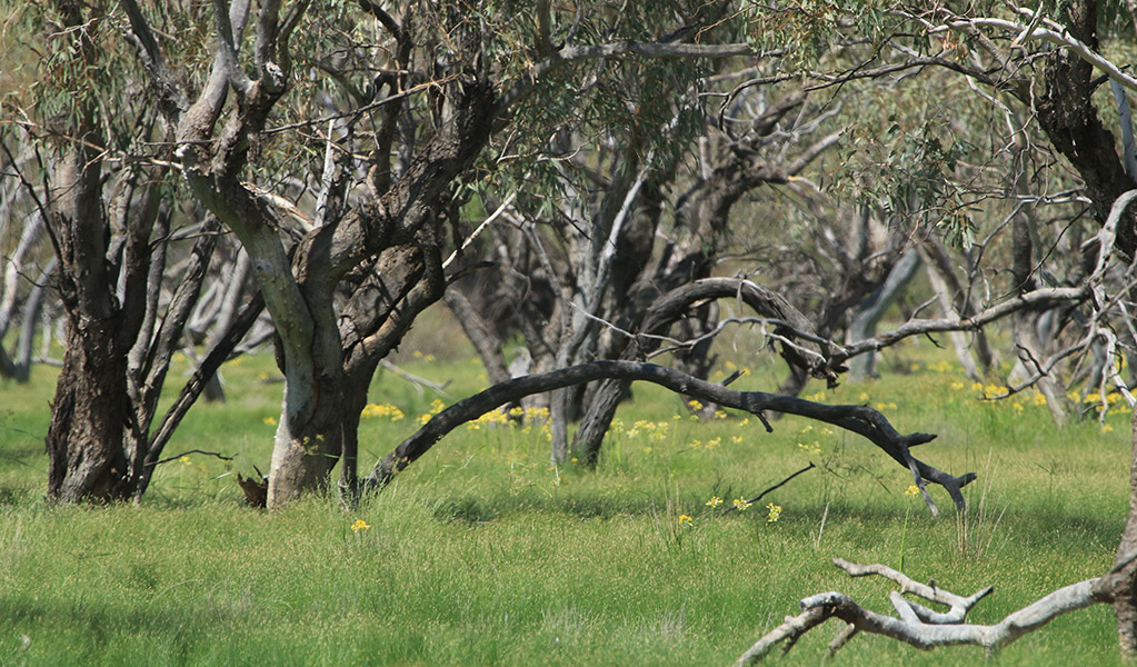 Woodland and yellow wildflowers in Cuttaburra National Park. Credit: Jessica Stokes &copy; DCCEEW