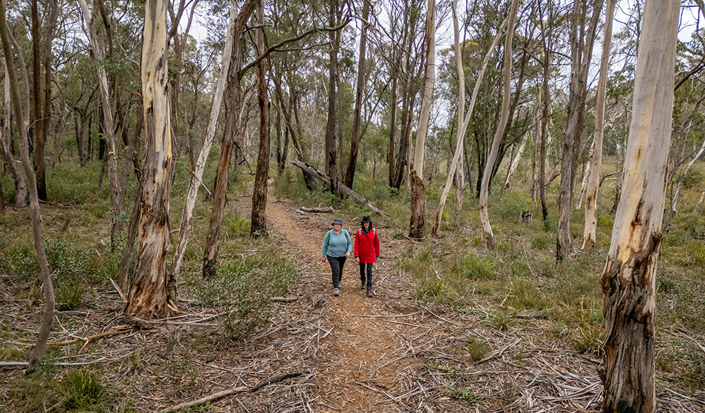 2 people hiking Broad Swamp loop walk through grassy woodlands in Gardens of Stone State Conservation Area. Credit: John Spencer &copy; DCCEEW
