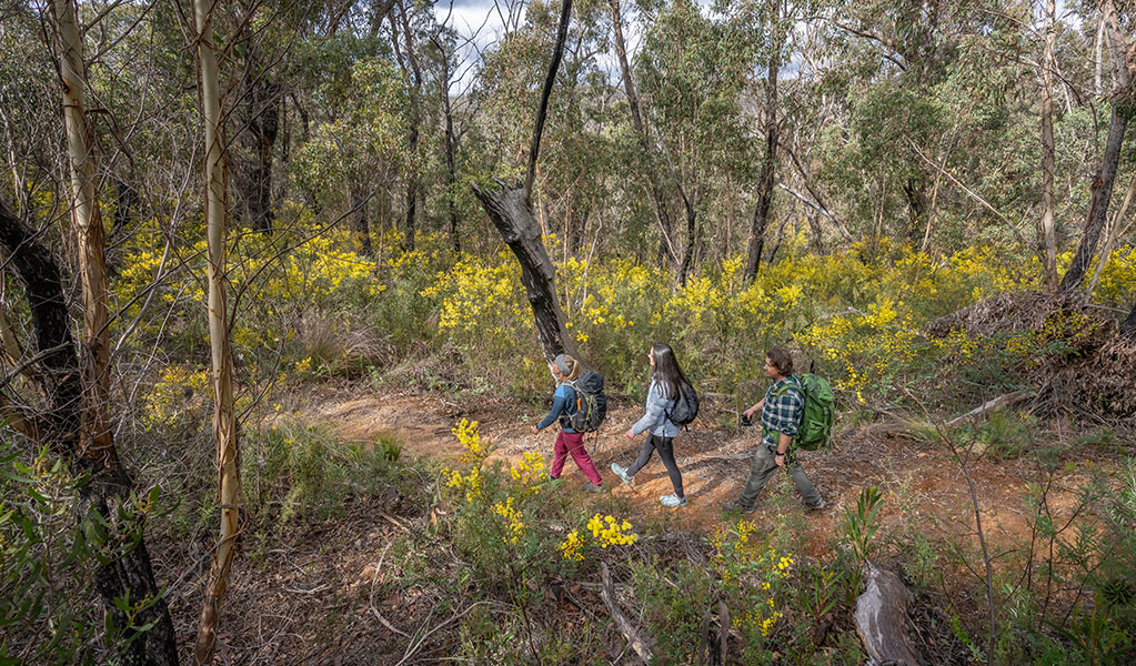 3 hikers on Broad Swamp to Birds Rock walking track surrounded by blossoming yellow wildflowers. Credit: John Spencer &copy; DCCEEW