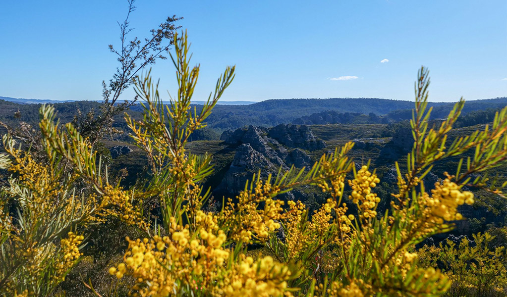A view of pagoda rock through flowering a wattle at Lost City North lookout in Gardens of Stone State Conservation Area near Lithgow. Credit: Claudia Abbott &copy; DCCEEW