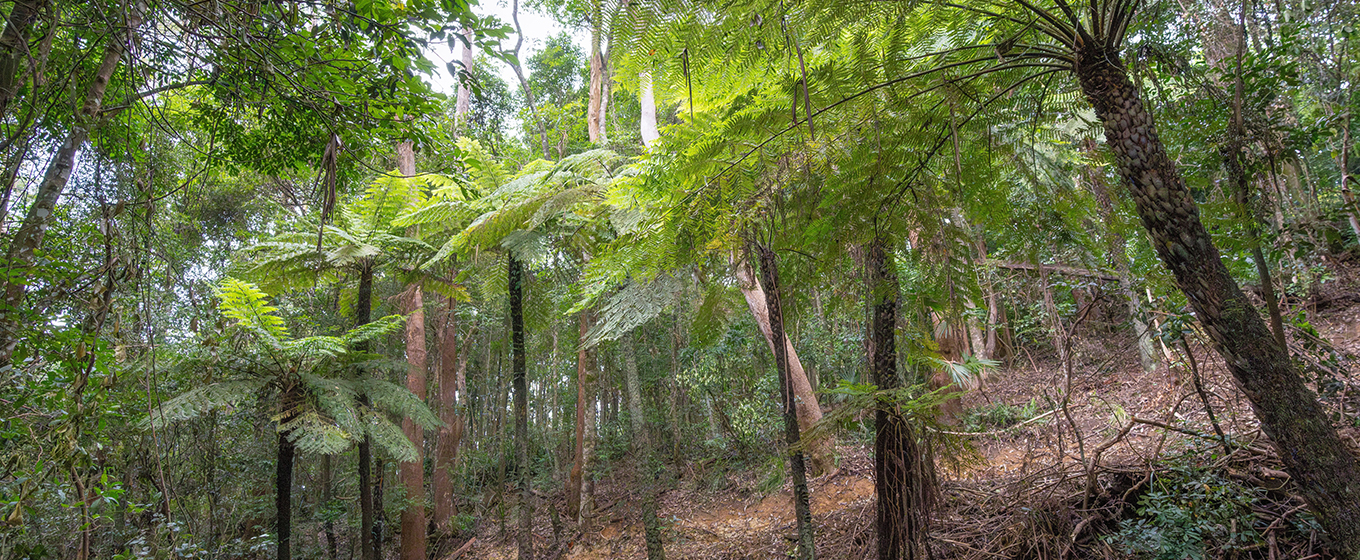 Tall forest and king ferns on a hill in the Illawarra Escarpment. Credit: John Spencer &copy; DCCEEW