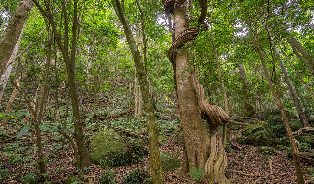 A beautiful fig winds its way around another tree in tall forest on Mount Kembla. Credit: John Spencer &copy; DCCEEW