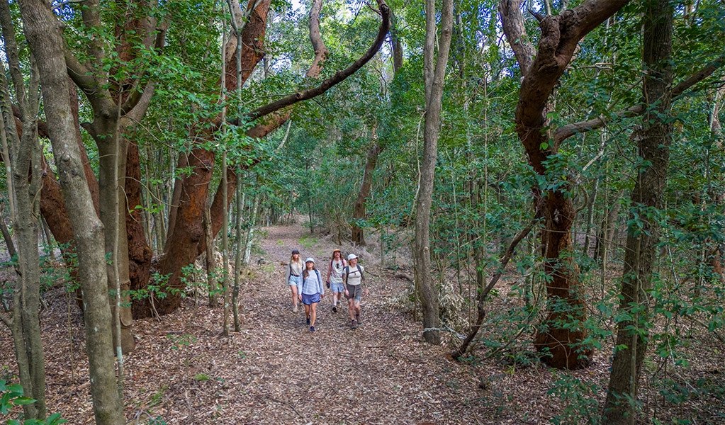 People walking through coastal forest on Mystics walking track in Killalea Regional Park. Photo: John Spencer/DCCEEW &copy; DCCEEW