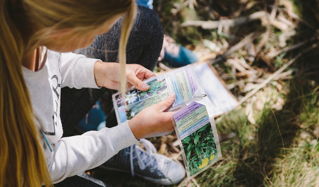 A child learning about local plants, Kosciuszko Discovery Centre, Kosciuszko National Park. Photo: Remy Brand &copy; DPE