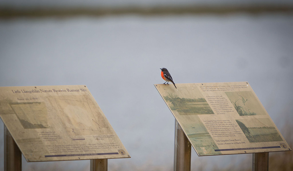 A flame robin on interpretive signage near the shore of the lagoon at Little Llangothlin Nature Reserve. Credit: Robert Cleary / DCCEEW &copy; DCCEEW