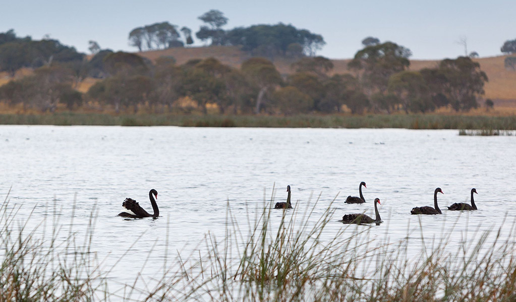 Swans on the high-altitude freshwater lagoon at Little Llangothlin Nature Reserve, a Ramsar-listed site. Credit: Robert Cleary / DCCEEW &copy; DCCEEW