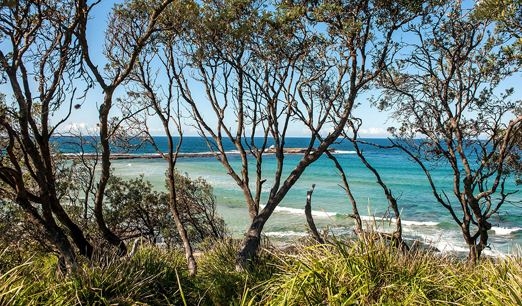 View of Stokes Island through the trees, Meroo National Park. Credit: Michael Van Ewijk &copy; DCCEEW