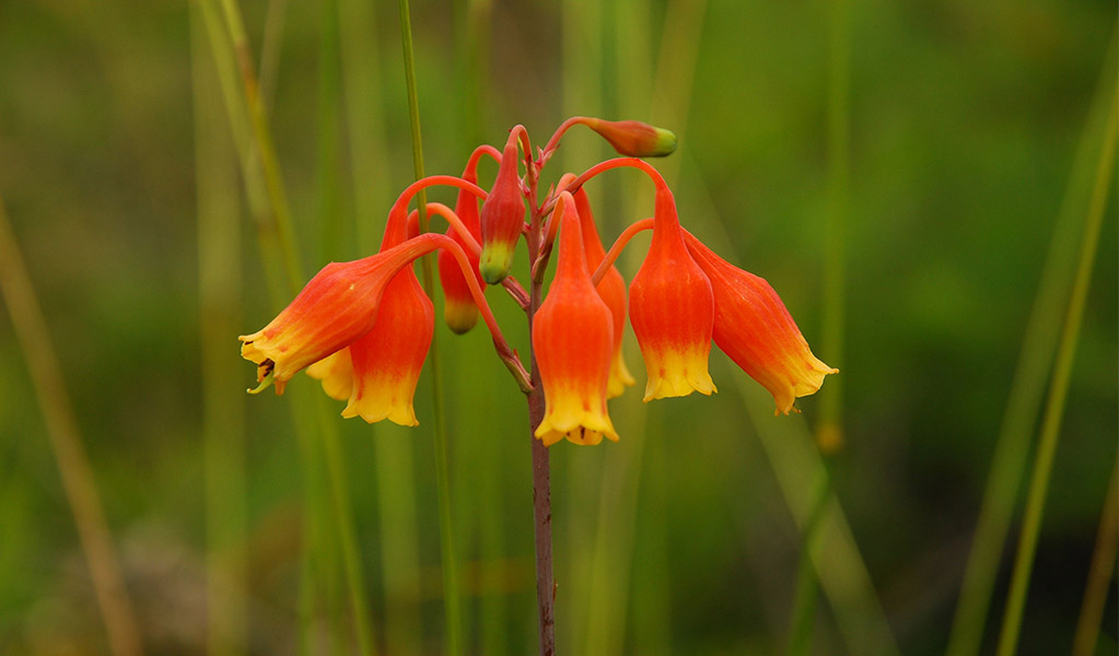 Christmas bells, a red and yellow flower, in Meroo National Park. Credit: Michael Jarman &copy; Michael Jarman