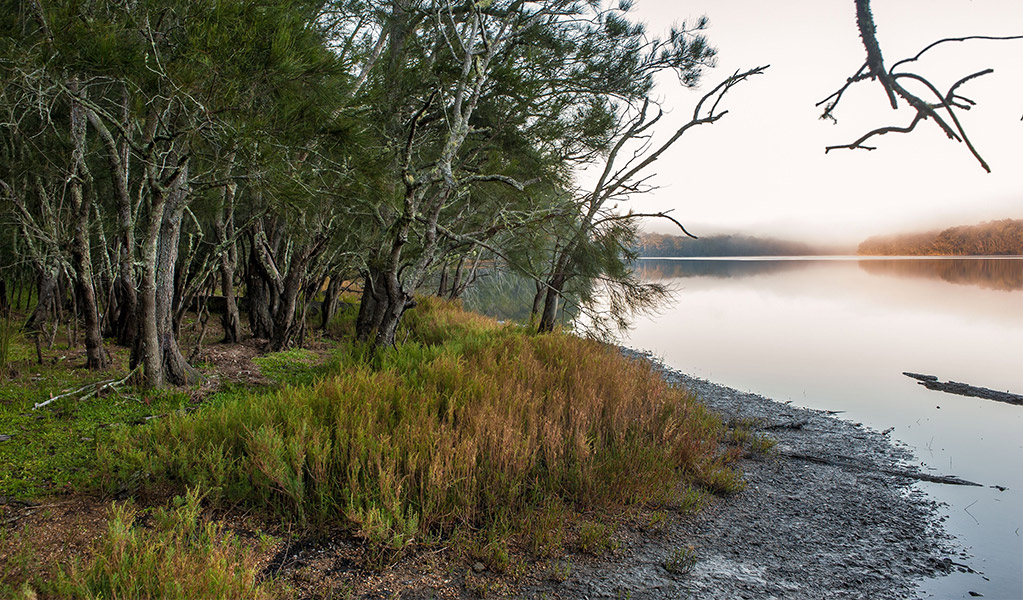 A misty morning on the lake'd edge, Meroo National Park. Credit: Michael Van Ewijk &copy; DCCEEW