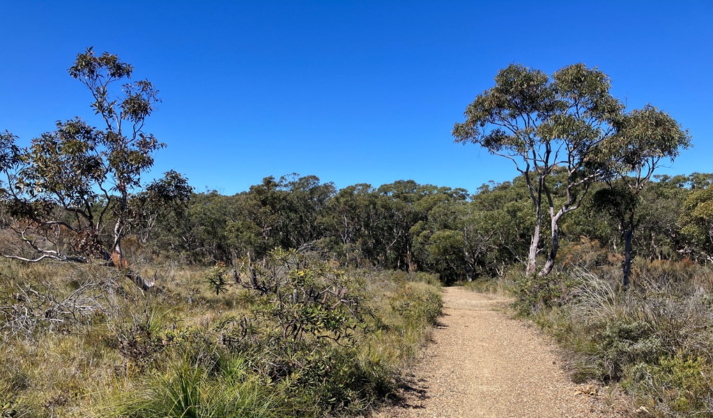 Starting at Campbell Drive, Geebung walking track undulates 2.4km through an ever-changing coastal landscape, Munmorah State Conservation Area. Photo: Stacy Wilson/DCCEEW &copy; DCCEEW